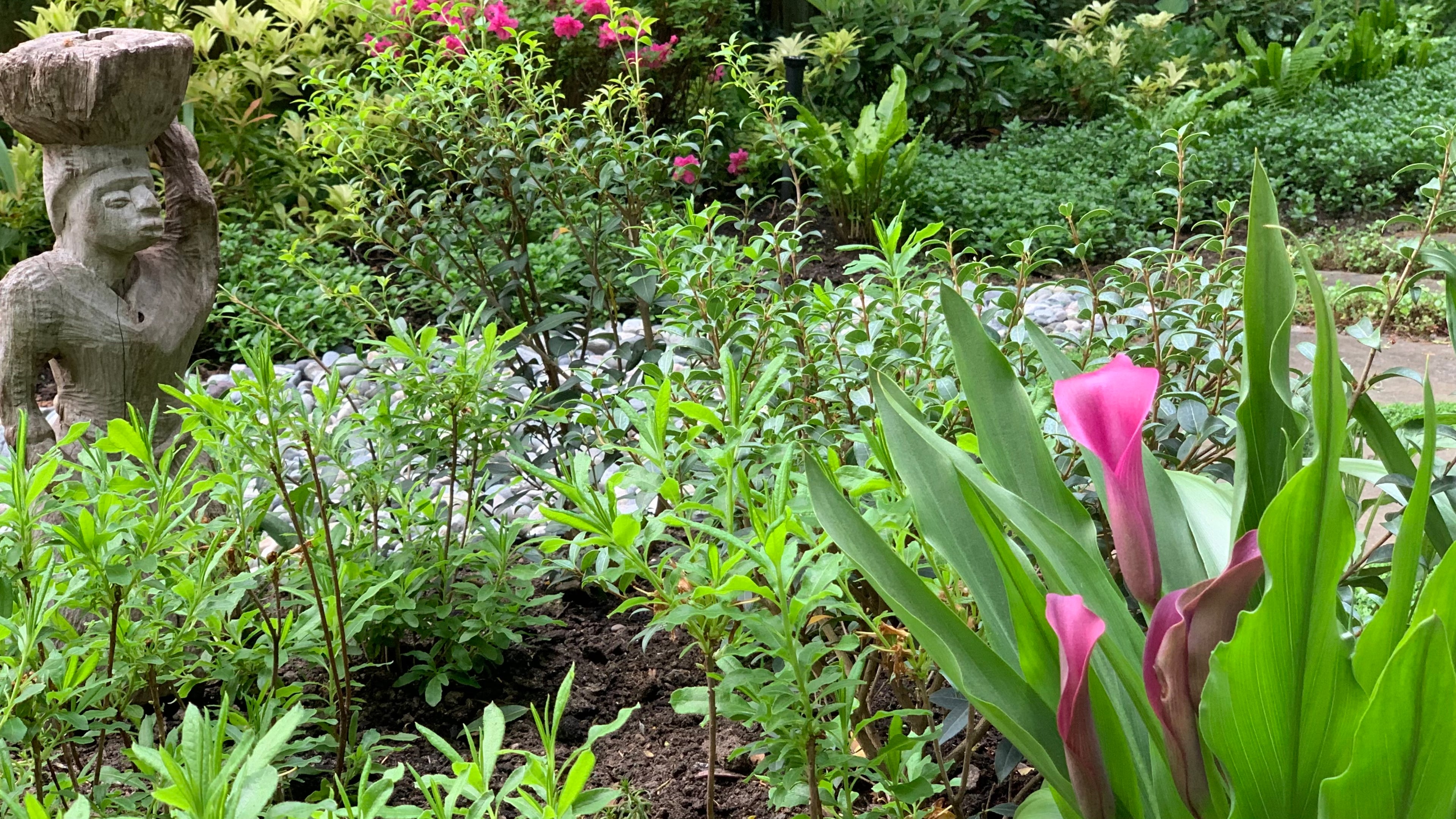 Micro clover, Seasonal planting, Sod lawn and River rock at the Elm St project.