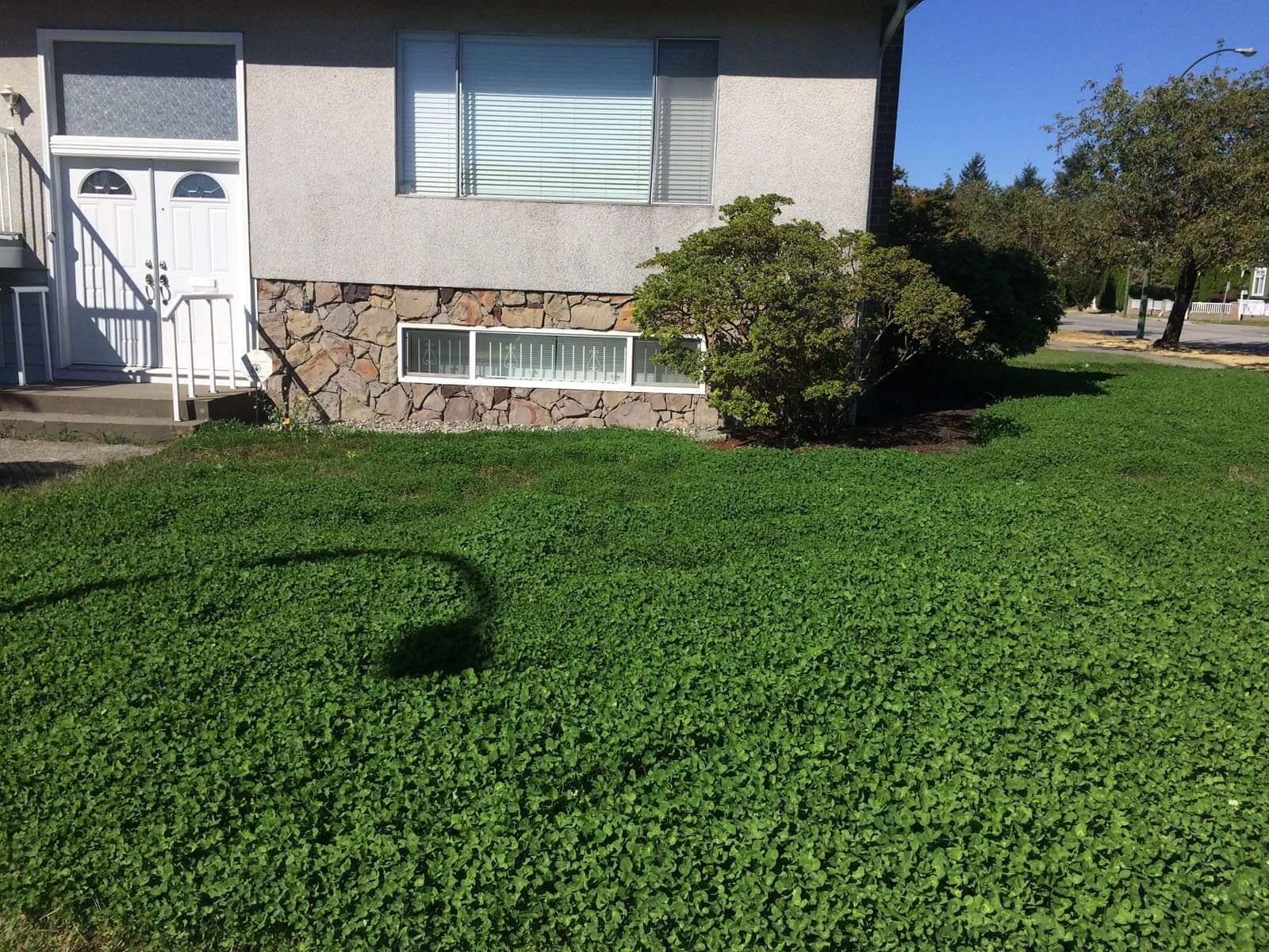 Micro clover lawn installation