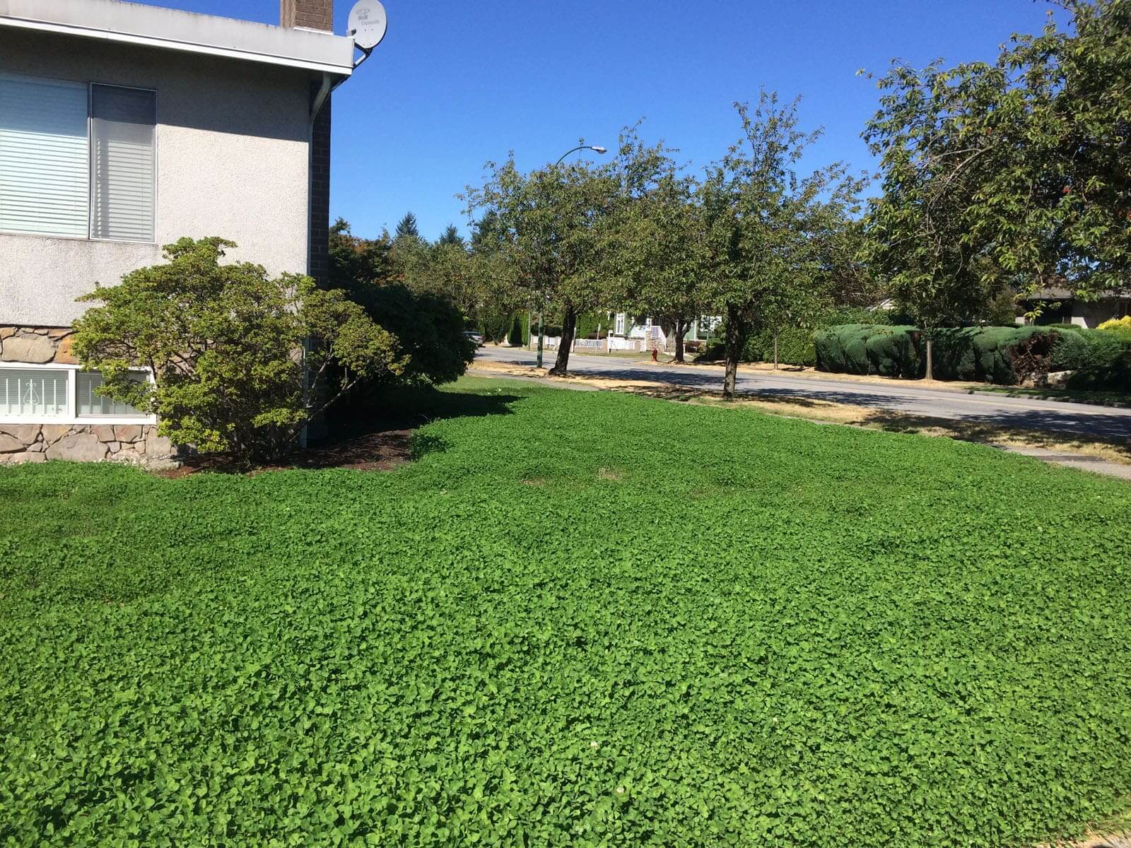 Elmhurst Drive - Micro clover lawn installation