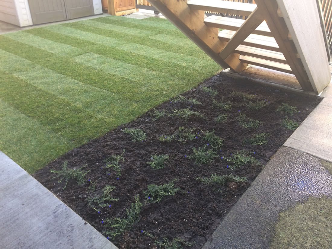 new lawn installation with small garden bed