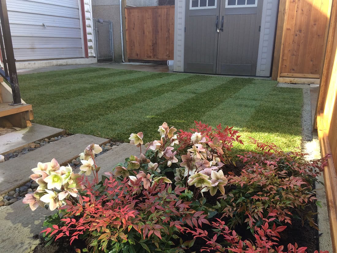 new lawn installation with small garden bed