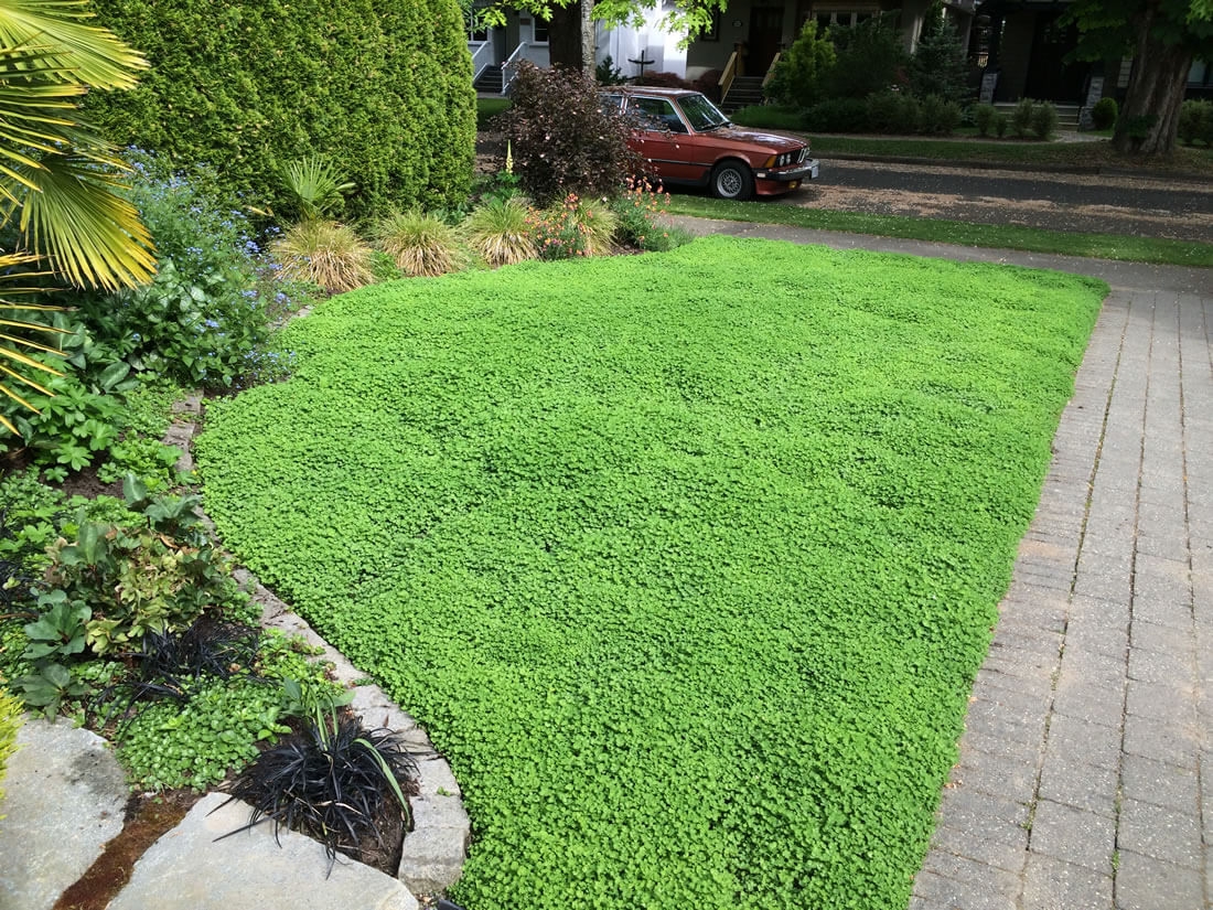 micro-clover-lawn-alternative-level-ground-landscape